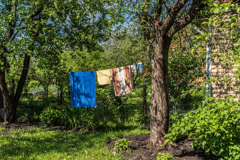 tvättlina mellan träd
